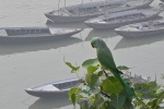 varanasi-parrot